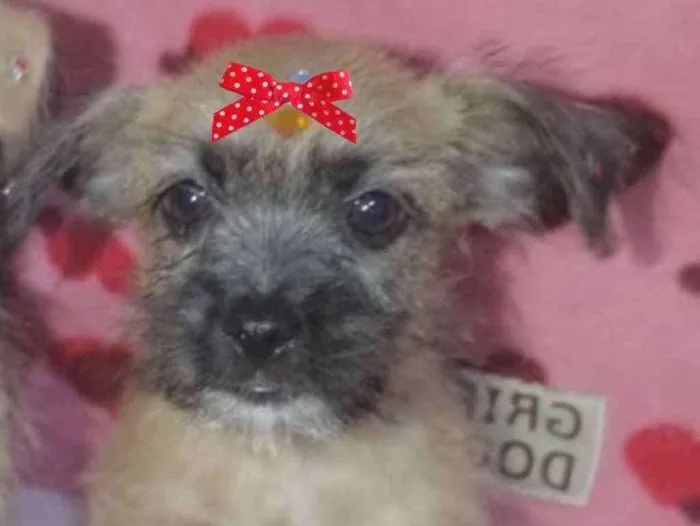 Cachorro ra a Mestiça  idade 2 a 6 meses nome Mel 