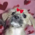Lis 