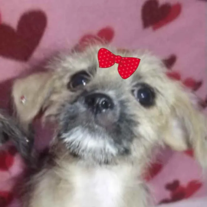 Cachorro ra a Mestiça  idade 2 a 6 meses nome Lis 