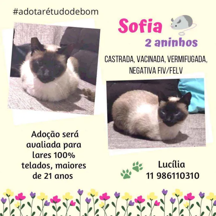 Gato ra a Srd idade 2 anos nome Sofia e Benedito