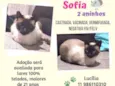 Sofia e Benedito