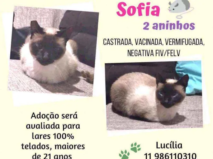 Gato ra a Srd idade 2 anos nome Sofia e Benedito