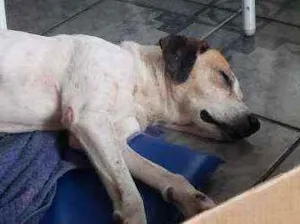 Cachorro raça Beagle idade 6 ou mais anos nome -