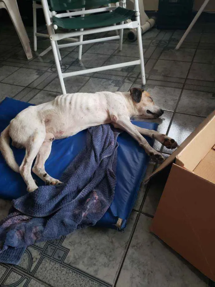 Cachorro raça Beagle idade 6 ou mais anos nome -