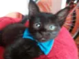 Felix