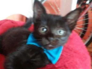 Gato raça Comum idade 2 a 6 meses nome Felix