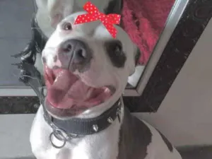 Cachorro raça Pitbull  idade 1 ano nome Mel 