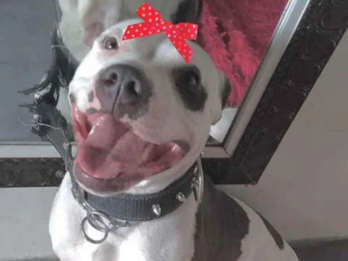 Cachorro ra a Pitbull  idade 1 ano nome Mel 