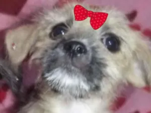 Cachorro raça Mestiça  idade 2 a 6 meses nome Lis 