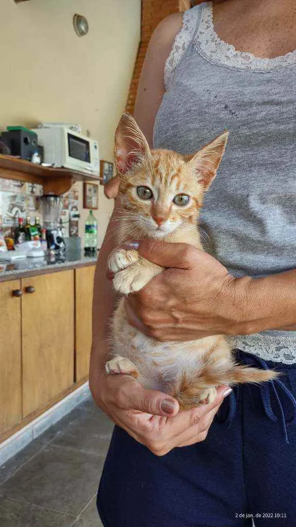 Gato raça Srd idade 2 a 6 meses nome Sem nome