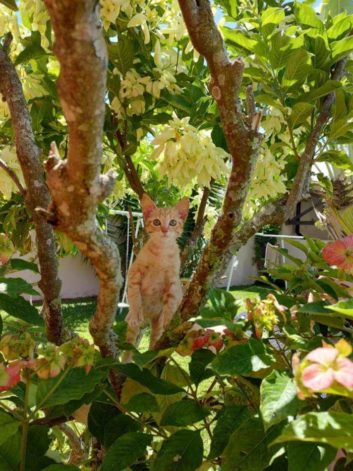 Gato raça Srd idade 2 a 6 meses nome Sem nome