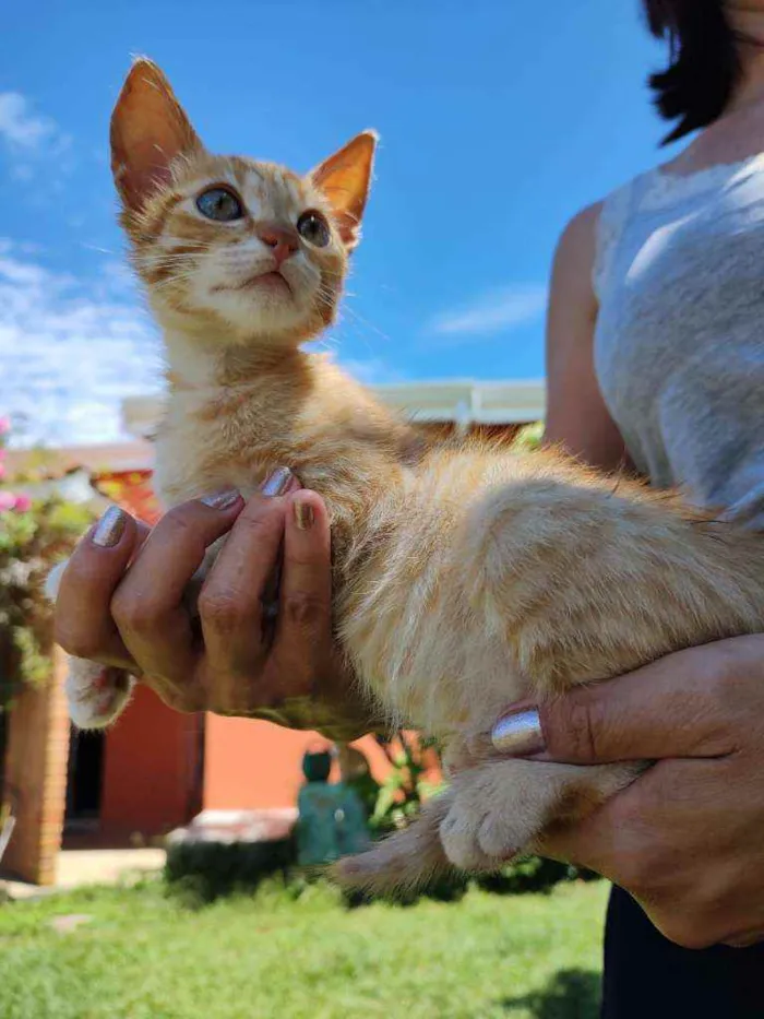 Gato raça Srd idade 2 a 6 meses nome Sem nome