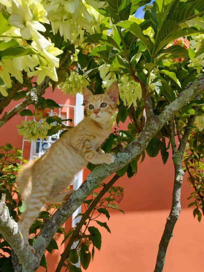 Gato raça Srd idade 2 a 6 meses nome Sem nome