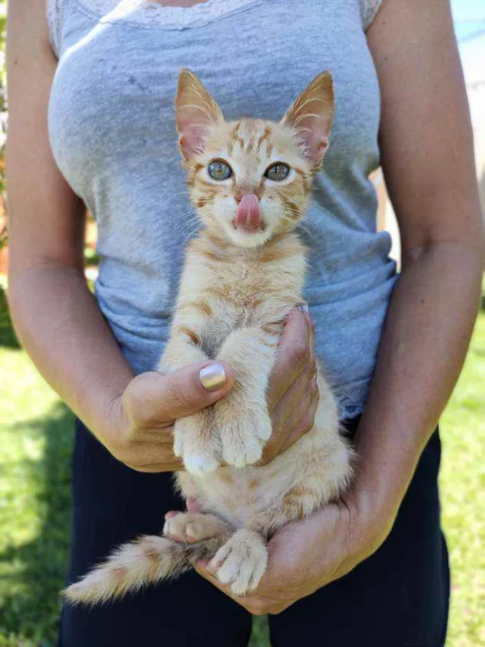 Gato raça Srd idade 2 a 6 meses nome Sem nome