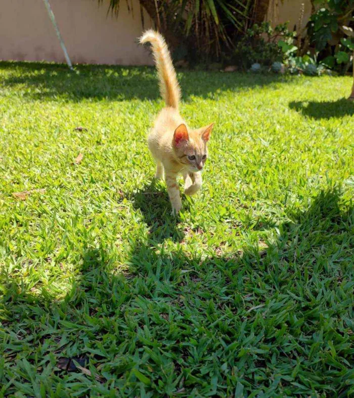 Gato raça Srd idade 2 a 6 meses nome Sem nome