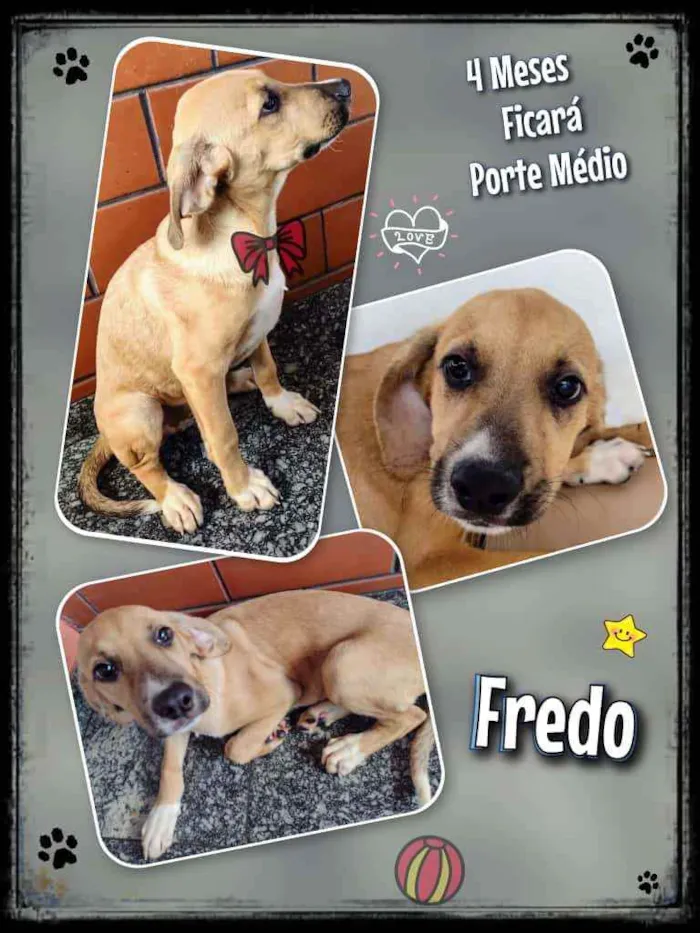 Cachorro raça Srd idade 2 a 6 meses nome Fredo