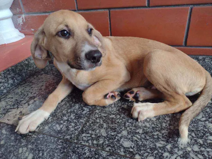 Cachorro raça Srd idade 2 a 6 meses nome Fredo
