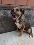 Cachorro raça Srd idade 3 anos nome Bela