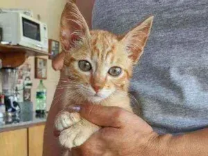 Gato raça Srd idade 2 a 6 meses nome Sem nome