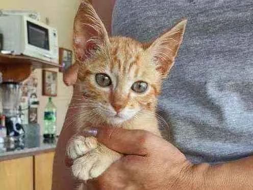 Gato raça Srd idade 2 a 6 meses nome Sem nome