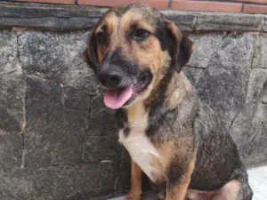Cachorro raça Srd idade 3 anos nome Bela