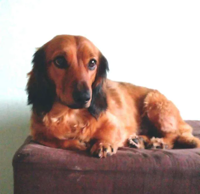 Cachorro raça Dachshund  idade 2 anos nome Théo 