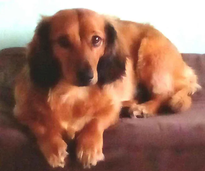 Cachorro raça Dachshund  idade 2 anos nome Théo 