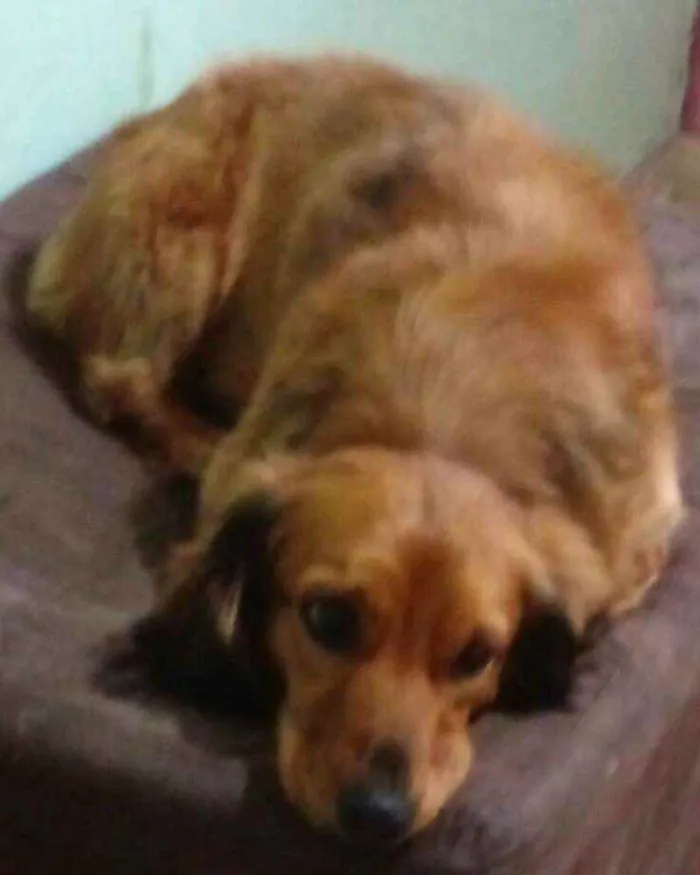 Cachorro raça Dachshund  idade 2 anos nome Théo 