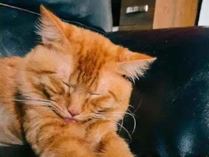 Gato raça Rnd idade 1 ano nome Simba