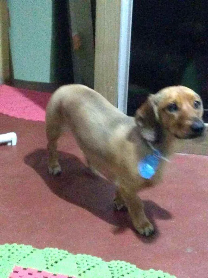 Cachorro raça Dachshund  idade 2 anos nome Théo 