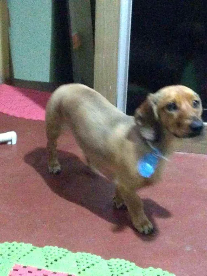 Cachorro raça Dachshund  idade 2 anos nome Théo 