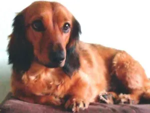 Cachorro raça Dachshund  idade 2 anos nome Théo 