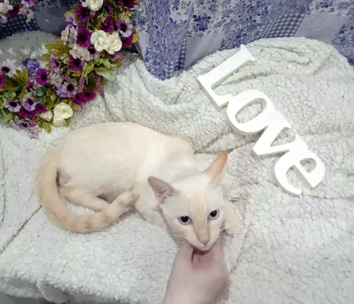 Gato raça Siamês yellow point SRD idade 7 a 11 meses nome Polenguinho castrado