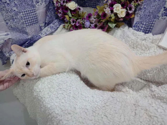 Gato raça Siamês yellow point SRD idade 7 a 11 meses nome Polenguinho castrado