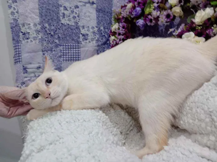 Gato raça Siamês yellow point SRD idade 7 a 11 meses nome Polenguinho castrado