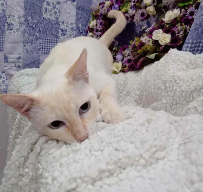 Gato raça Siamês yellow point SRD idade 7 a 11 meses nome Polenguinho castrado