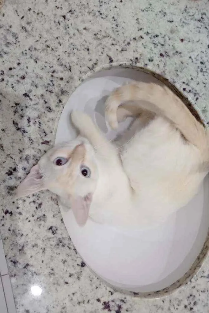 Polenguinho castrado