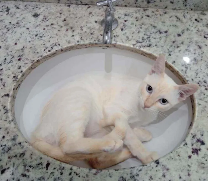 Polenguinho castrado