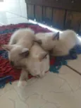 4 gatas, mãe e suas 