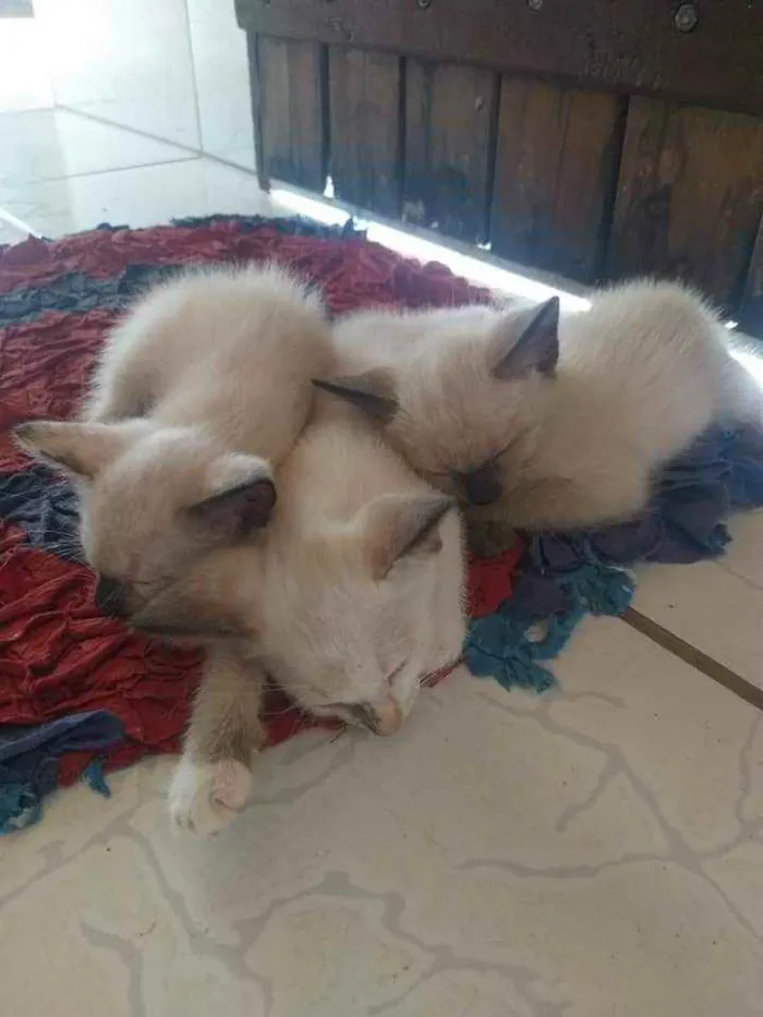 Gato ra a Siamês  idade 2 a 6 meses nome 4 gatas, mãe e suas 