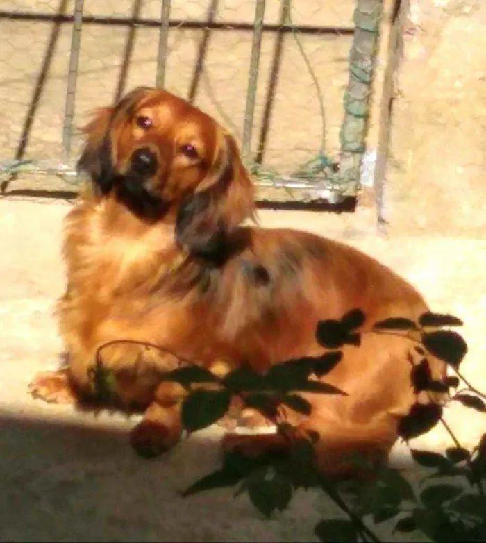Cachorro raça Dachshund  idade 2 anos nome Théo 