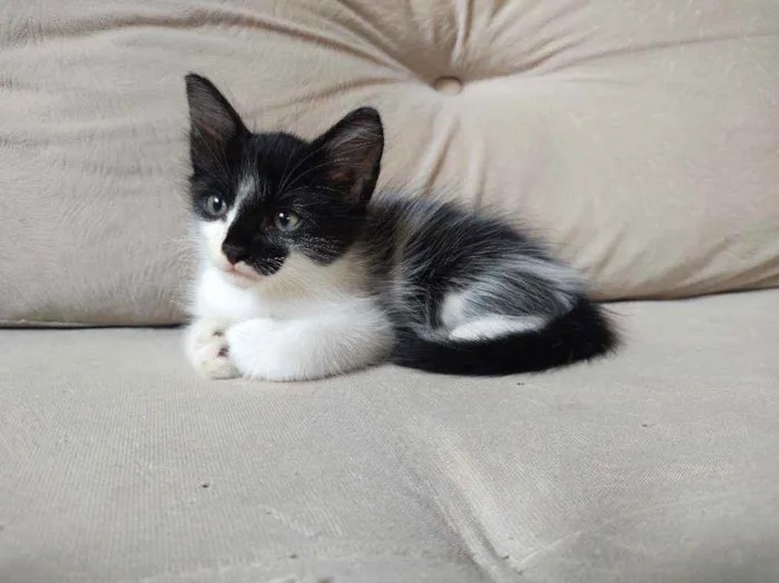 Gato ra a  idade Abaixo de 2 meses nome frajola