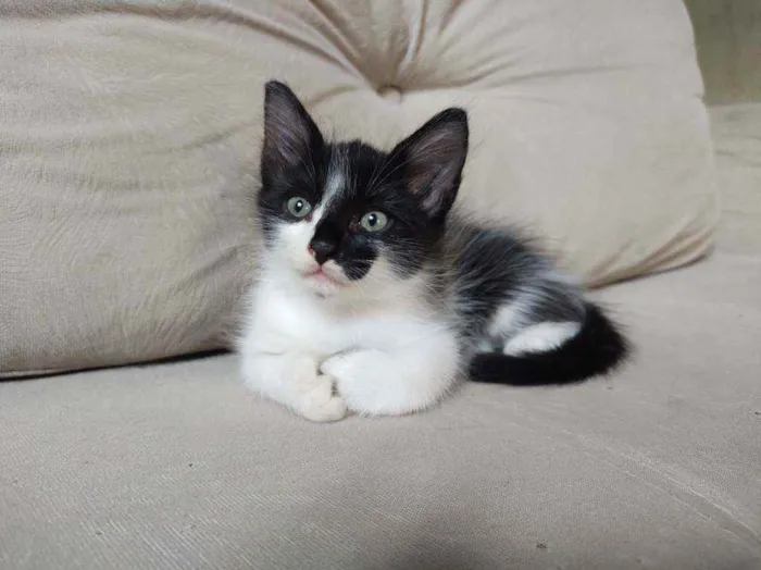 Gato ra a  idade Abaixo de 2 meses nome frajola