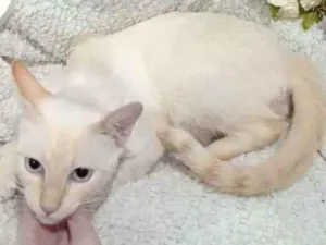 Gato raça Siamês yellow point SRD idade 7 a 11 meses nome Polenguinho castrado