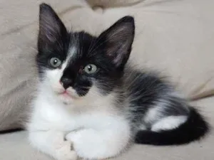 Gato raça  idade Abaixo de 2 meses nome frajola