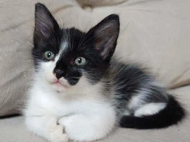 Gato ra a  idade Abaixo de 2 meses nome frajola