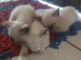 4 gatas, mãe e suas 
