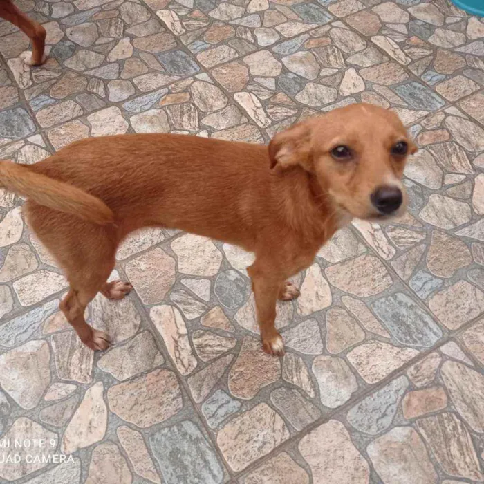 Cachorro raça SRD idade 7 a 11 meses nome Belinha