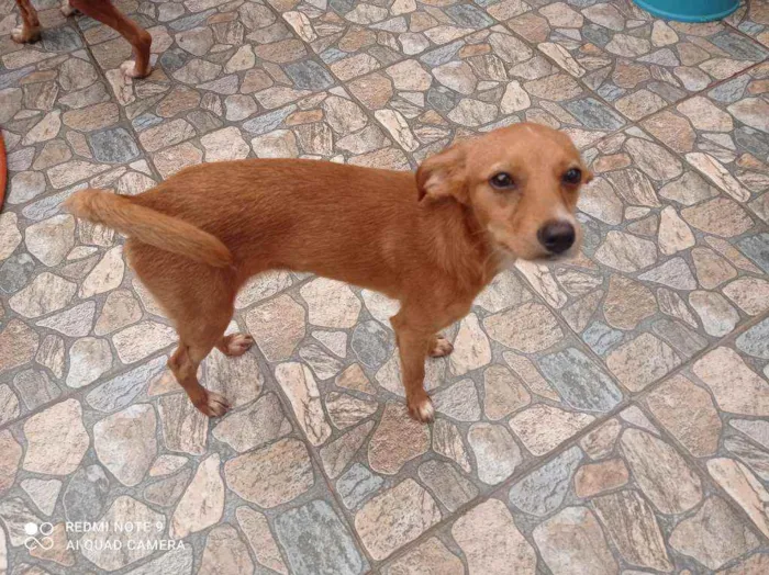 Cachorro raça SRD idade 7 a 11 meses nome Belinha