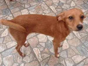 Cachorro raça SRD idade 7 a 11 meses nome Belinha